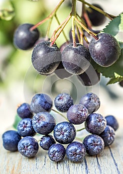 Black choke berry