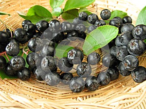 Black chokeberries