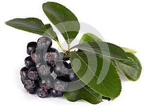 Black chokeberry