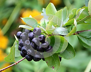 Black chokeberry