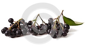 Black chokeberry