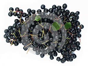 Black chokeberry (aronia)