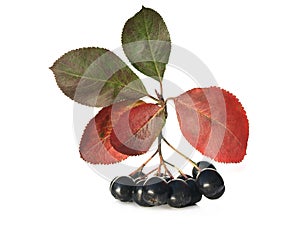 Black chokeberry (aronia)