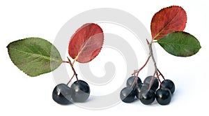 Black chokeberry (aronia)