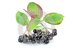 Black Chokeberry (Aronia)