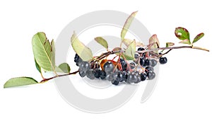 Black chokeberry Aronia or Black rowan