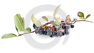 Black chokeberry Aronia or Black rowan photo