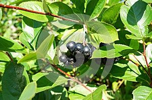 Black chokeberry(aronia melanocarpa) bush with ripe berries