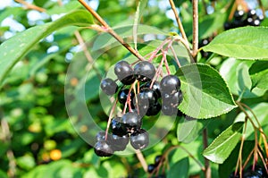 Black chokeberry(aronia melanocarpa) bush with ripe berries