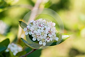 Black chokeberry or aronia melanocarpa flower. Closeup