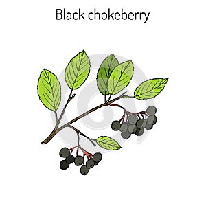 Black chokeberry Aronia melanocarpa , medicinal plant