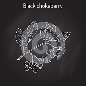 Black chokeberry Aronia melanocarpa , medicinal plant