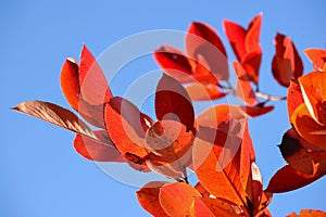 Black chokeberry Aronia melanocarpa. Red leaves against the blue sky. Autumn sunny day.