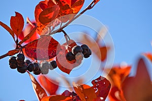 Black chokeberry Aronia melanocarpa. Red leaves against the blue sky. Autumn sunny day.