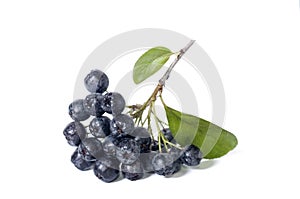 Black chokeberry - aronia