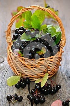 Black chokeberry in the basket