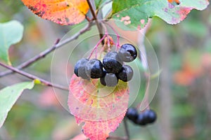 Black chokeberry