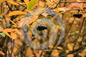 Black chokeberry berries and leaves