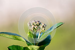 Black chokeberry blossom