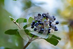 Black chokeberry branch with leaves, fresh fruit on a tree, plant close up
