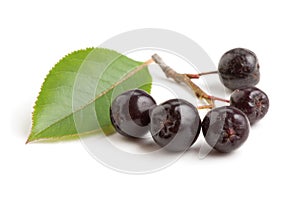 Black chokeberry bunch