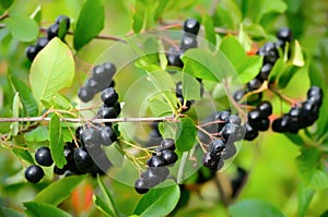 Black chokeberry in the garden