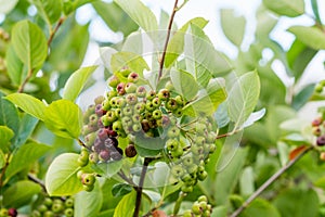 Black chokeberry ripening on branch. Aronia melanocarpa