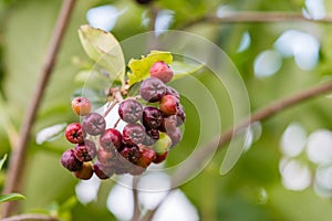 Black chokeberry ripening on tree branch. Aronia melanocarpa