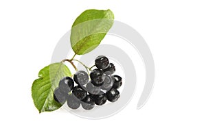 Black chokeberry on white background