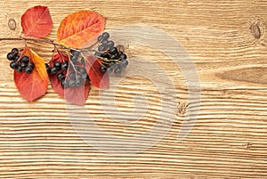 Black chokeberry on Wooden Background