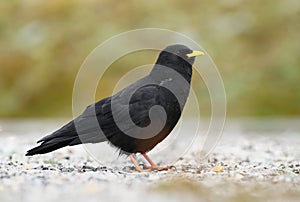 Black chough