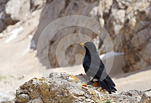 Black chough on the rock