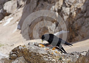 Black chough on the rock