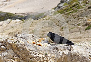 Black chough on the rock