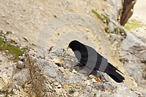 Black chough on the stony groung