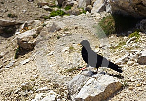 Black chough on the stony groung