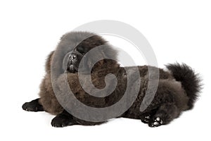 Black chow chow dog in studio