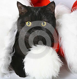 Black Christmas kitten.