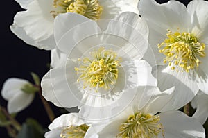 Black Christmas rose  Helleborus niger