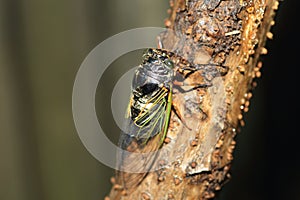Black cicada