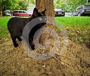 Black city cat noticed another cat