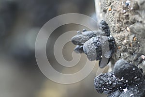 Black clams attached to a stone