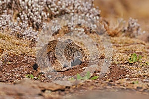 Black-clawed, Brush furred Rat Lophuromys melanonyx. A prey food species of the Ethiopian Wolf, Canis simensis. Endemic animal in
