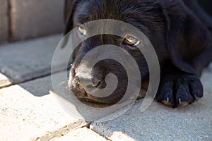 Black close up labrador retriever puppy face on her leg