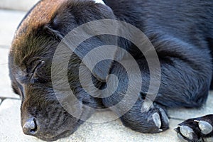 Black close up laid sleeping labrado puppy face close up with