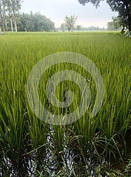 BLACK CLOUD  IN SKY GREEN TREES PADDY PLANT IN FILLED