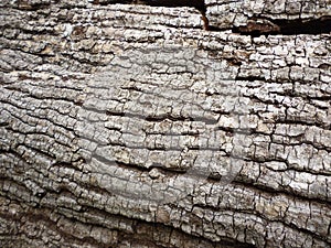 Black coal teak texture