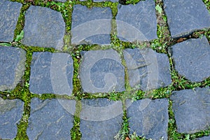 Black cobblestone pavement covered with green moss