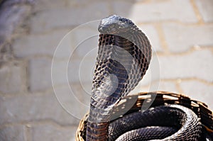 A black cobra in Jaipur, India.