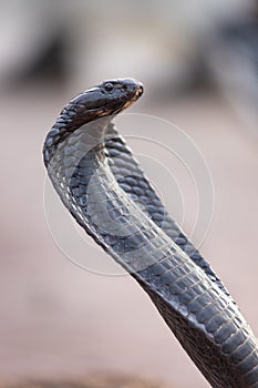 Black cobra in Jemaa El Fnaa square, Marrakesh